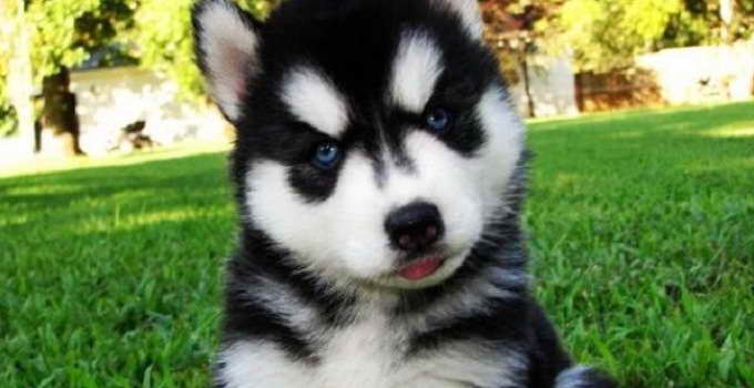 Husky Puppy For Sale In Va