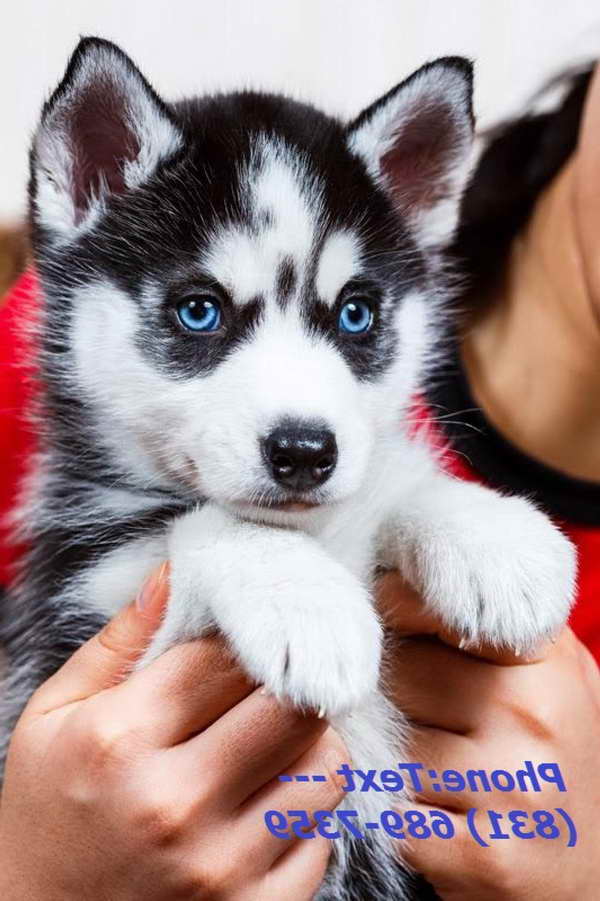 Husky Puppy For Sale Mn