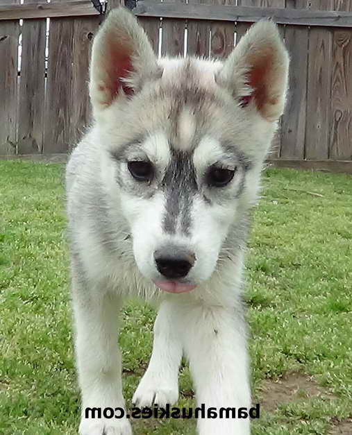 Husky Puppy Free To Good Home