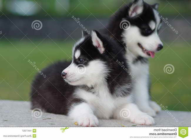 Husky Puppy Free