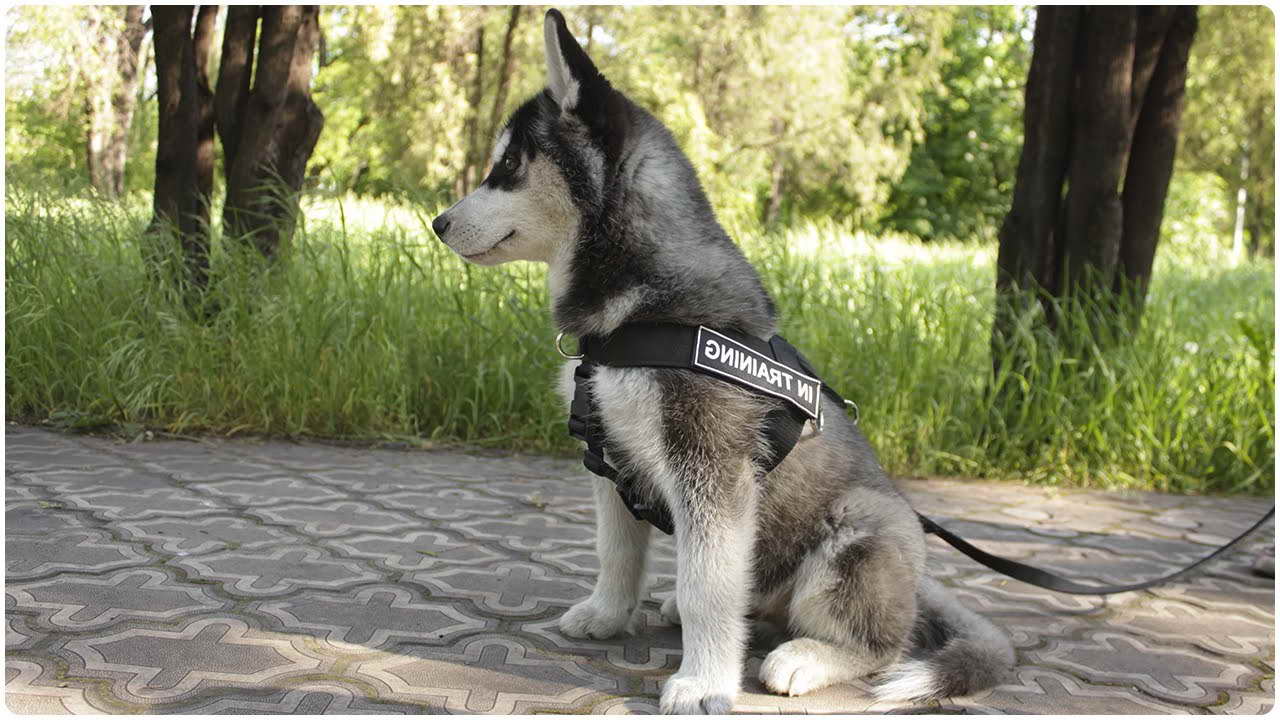 Husky Puppy Harness