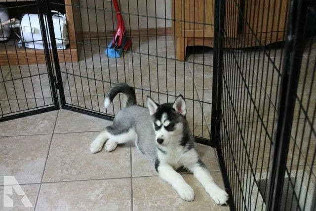 Husky Puppy Oklahoma