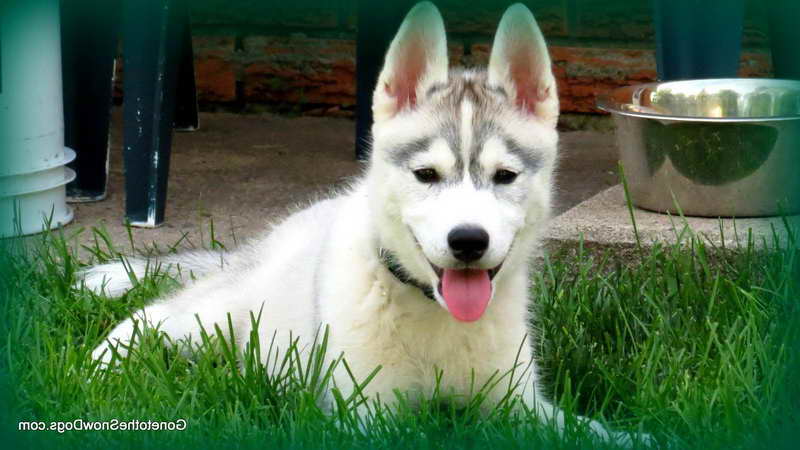 Husky Puppy Potty Training