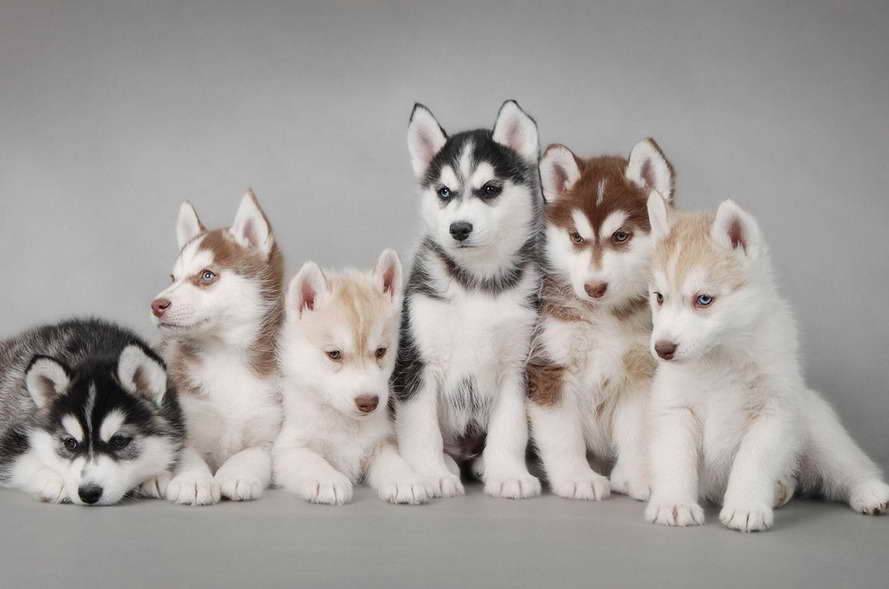 Husky Puppy Supplies