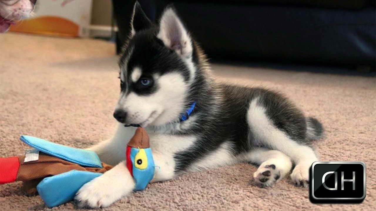 Husky Puppy Toys