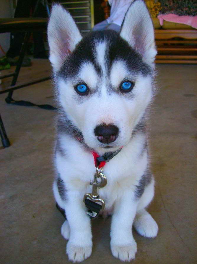 Husky Puppy With Blue Eyes