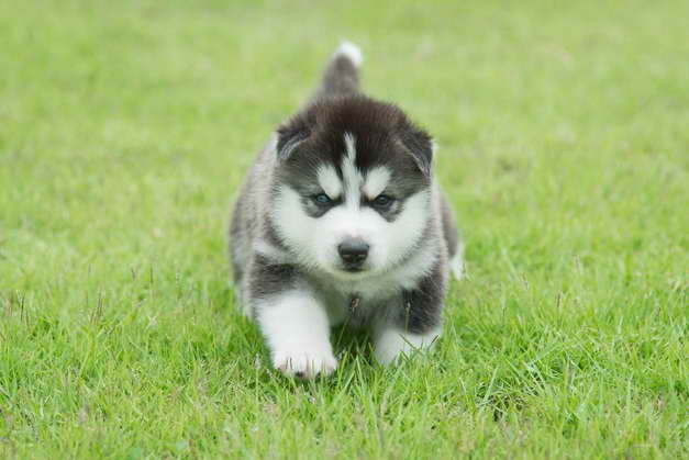 Husky Puppy