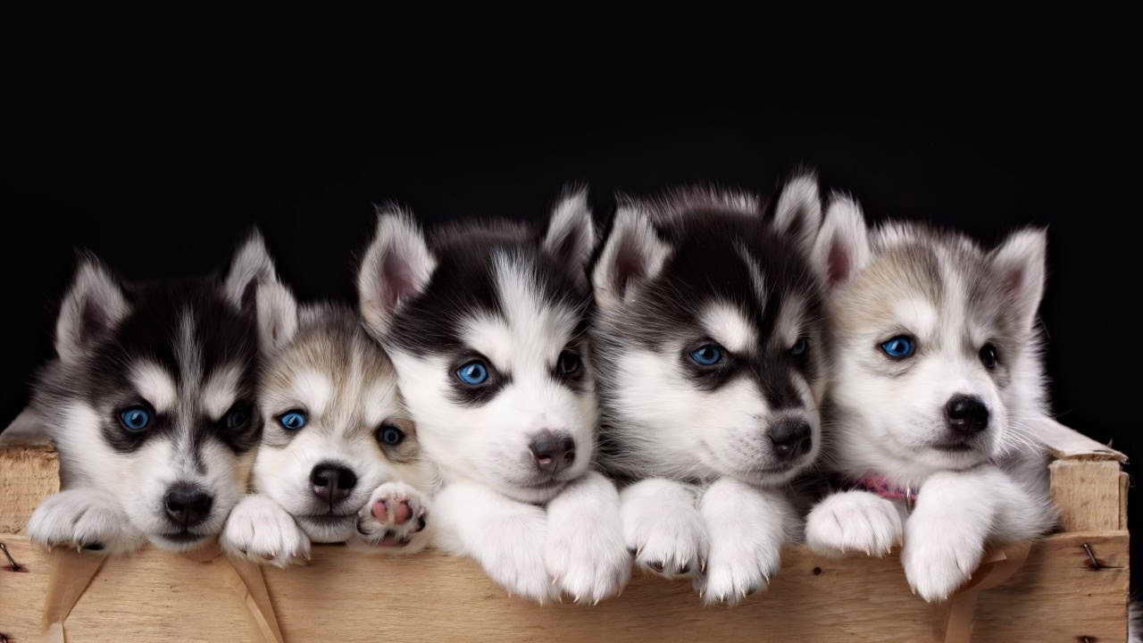 Husky Puppys