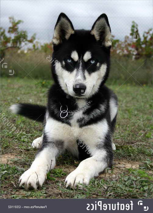 Husky Purebred