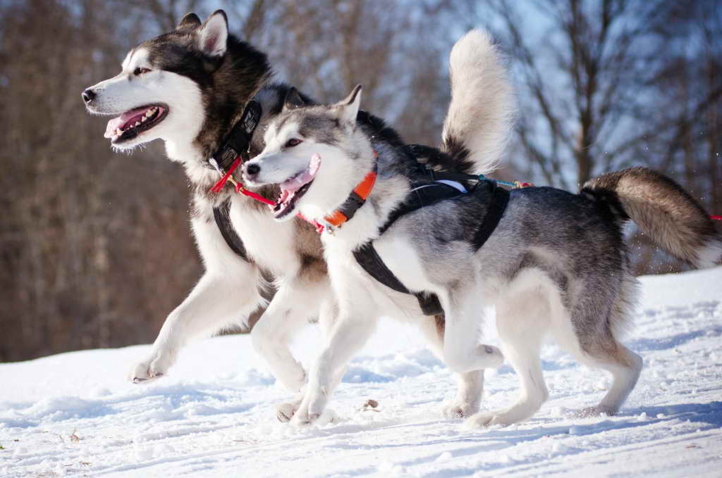 Husky Puzzle