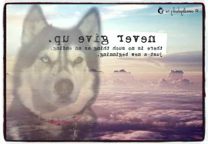 Husky Quote