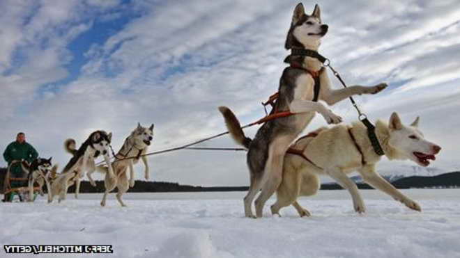 Husky Race