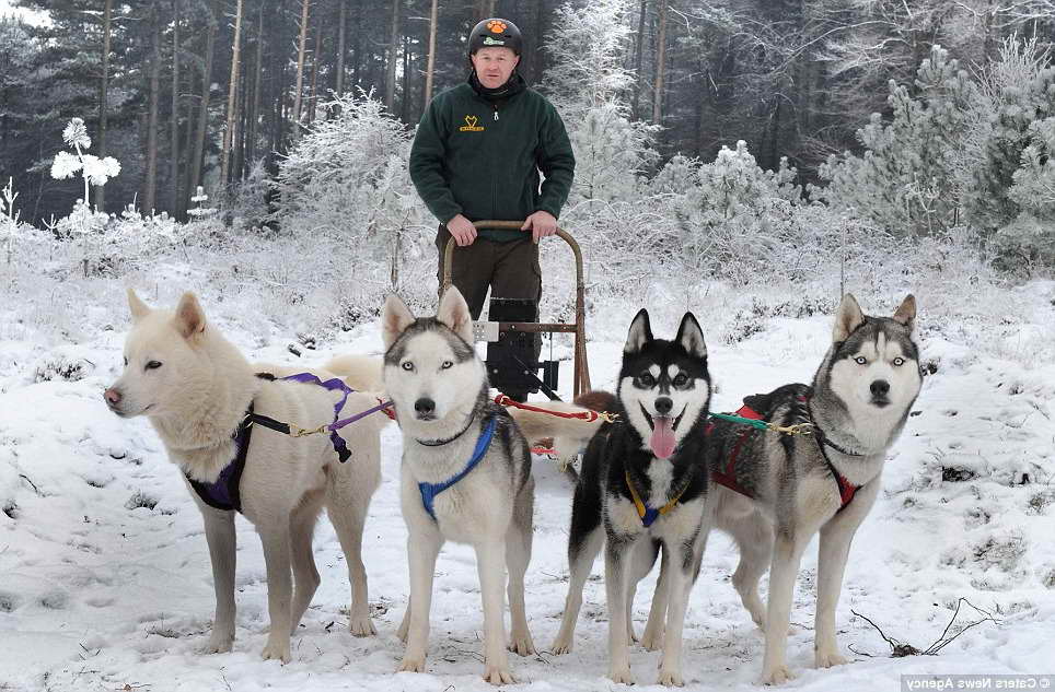 Husky Racer