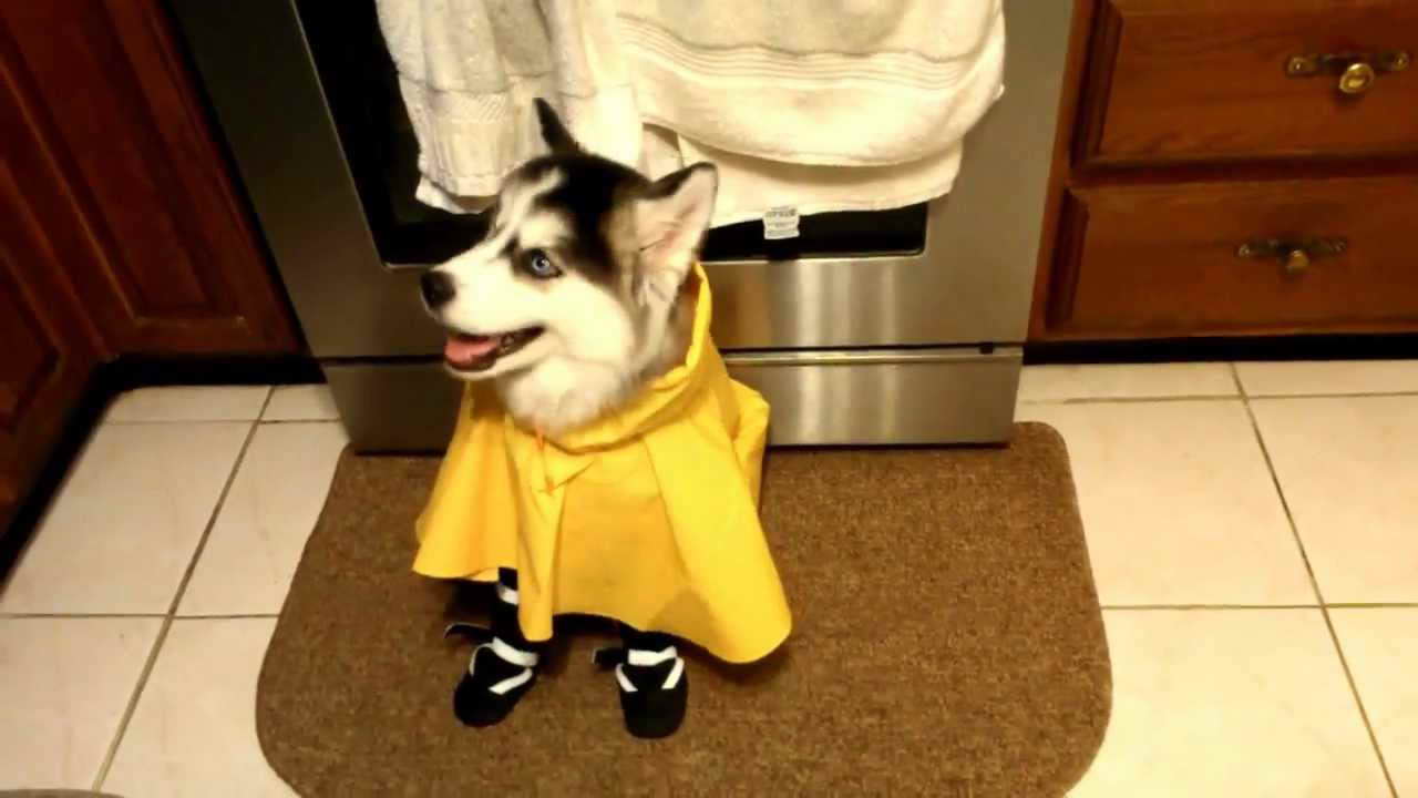 Husky Raincoat