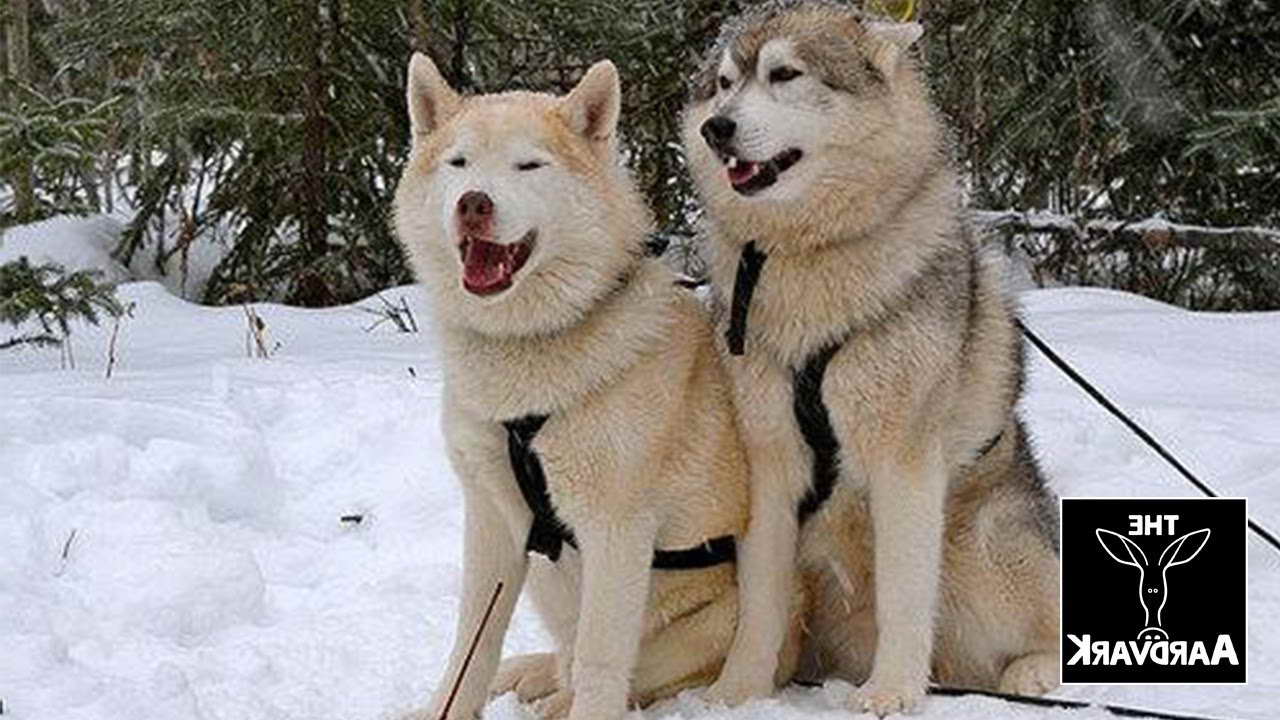 Husky Ranch Alabama