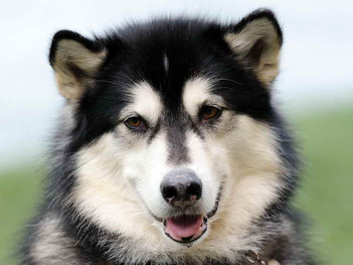 Husky Representative Species