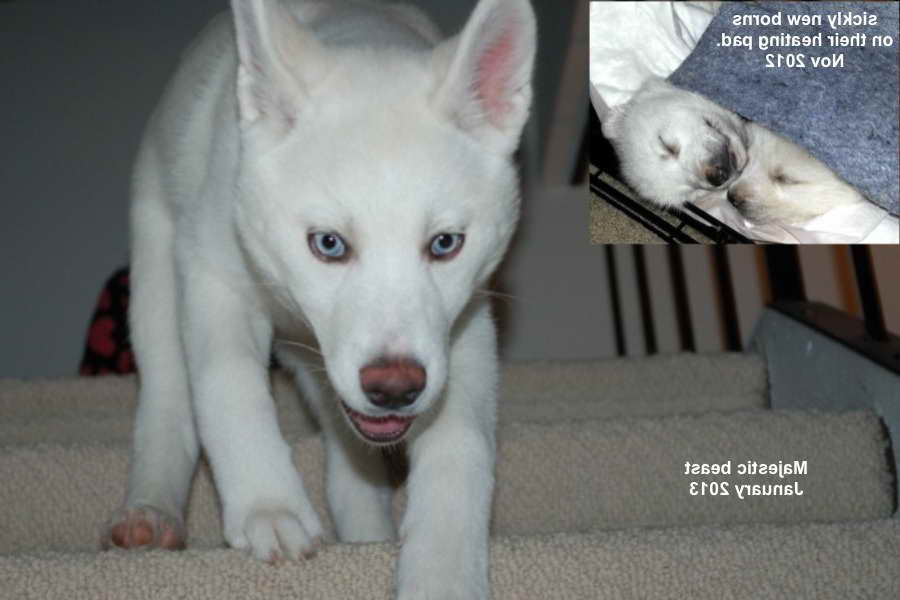 Husky Rescue Ca