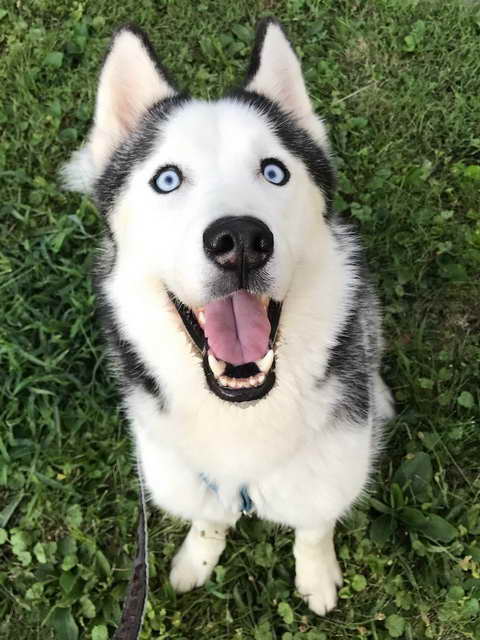 Husky Rescue Cincinnati