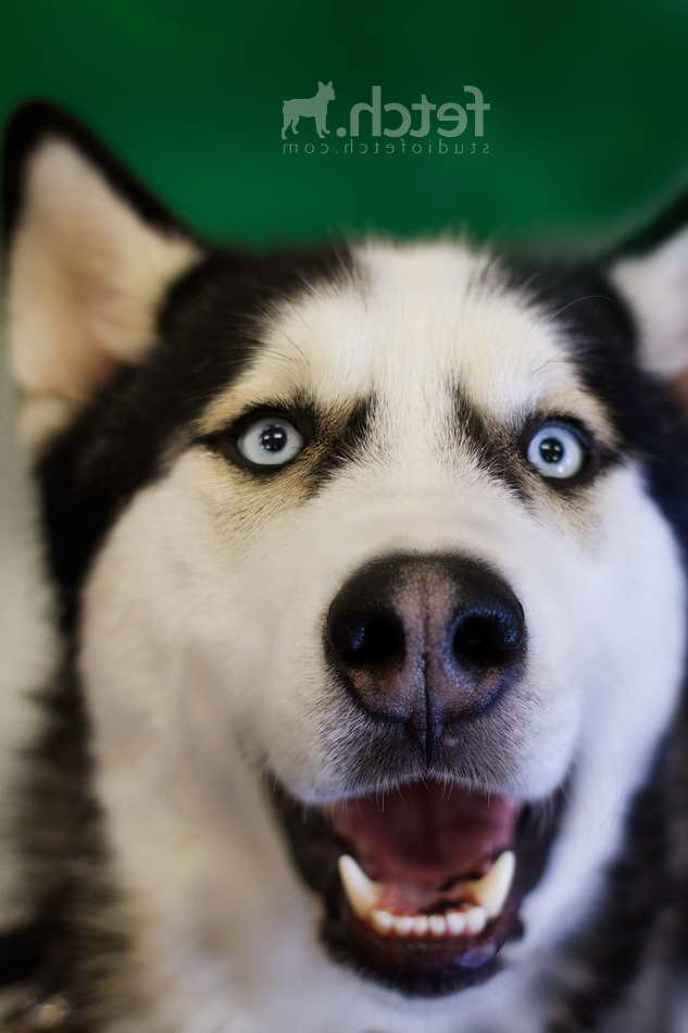 Husky Rescue Dallas