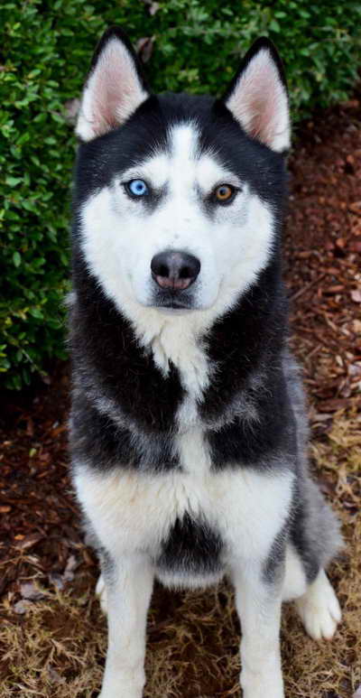 Husky Rescue Ga