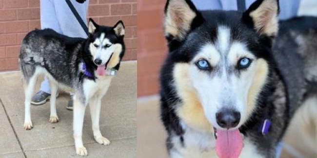 Husky Rescue Houston