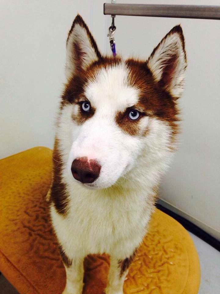 Husky Rescue Il