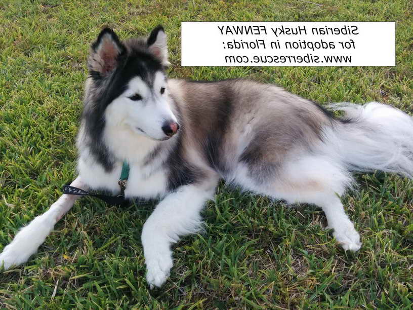 Husky Rescue In Florida