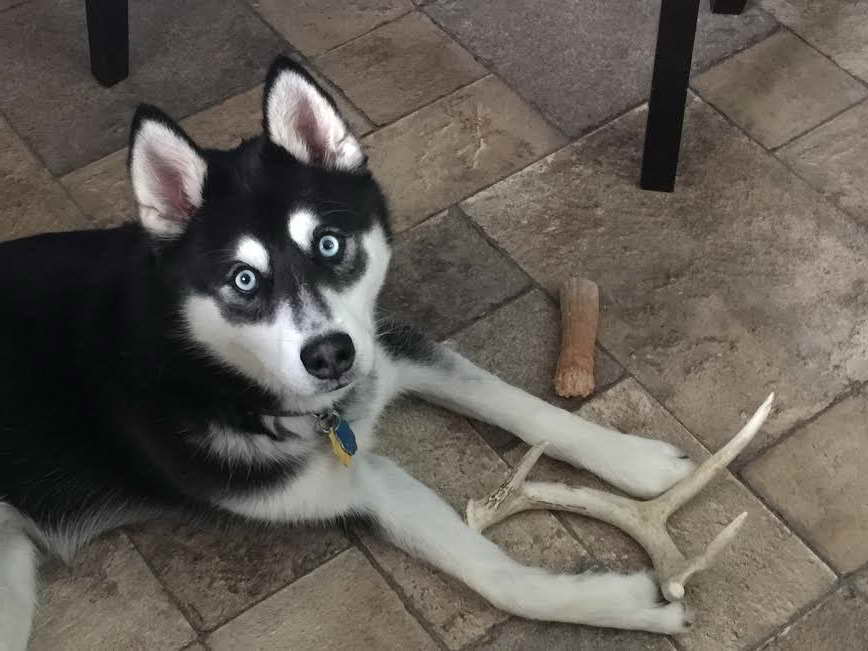 Husky Rescue Indiana