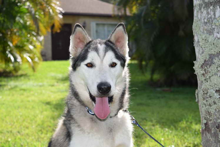 Husky Rescue Jupiter Fl