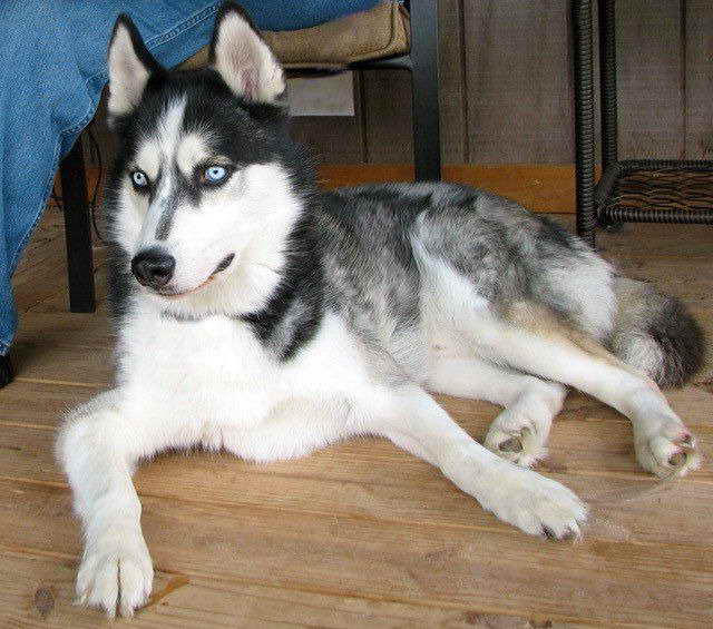 Husky Rescue Maine