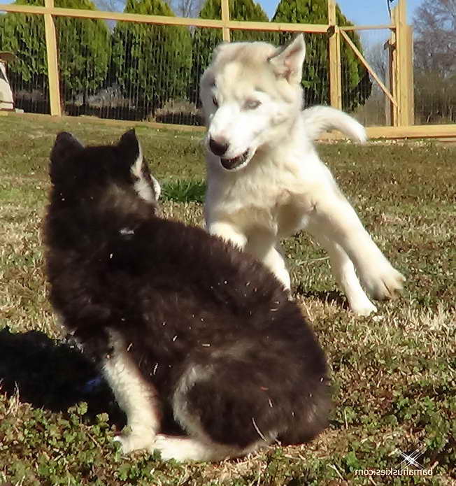 Husky Rescue Massachusetts