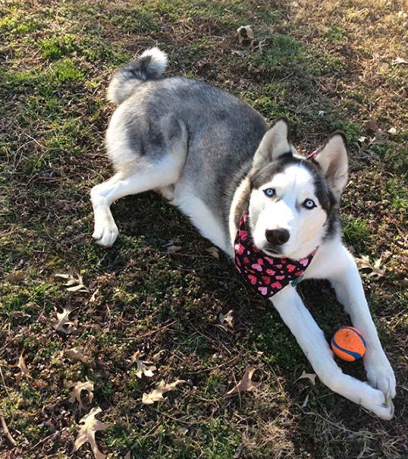 Husky Rescue Md