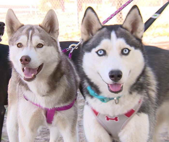 Husky Rescue Michigan