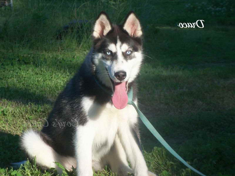 Husky Rescue Missouri