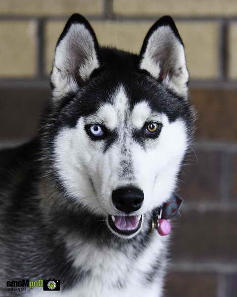 Husky Rescue Mn