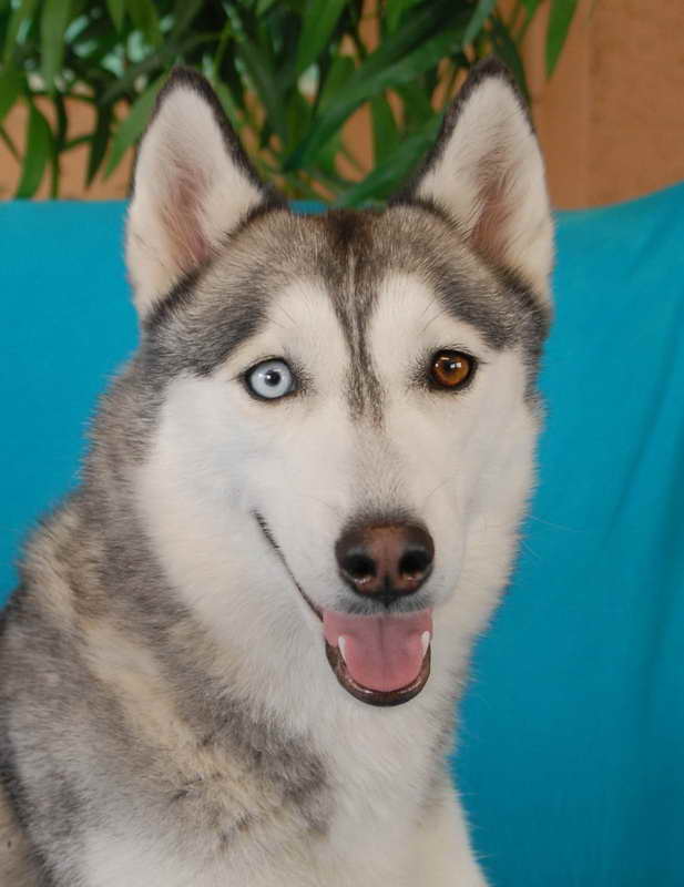 Husky Rescue Nevada