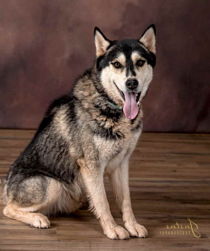 Husky Rescue Nm