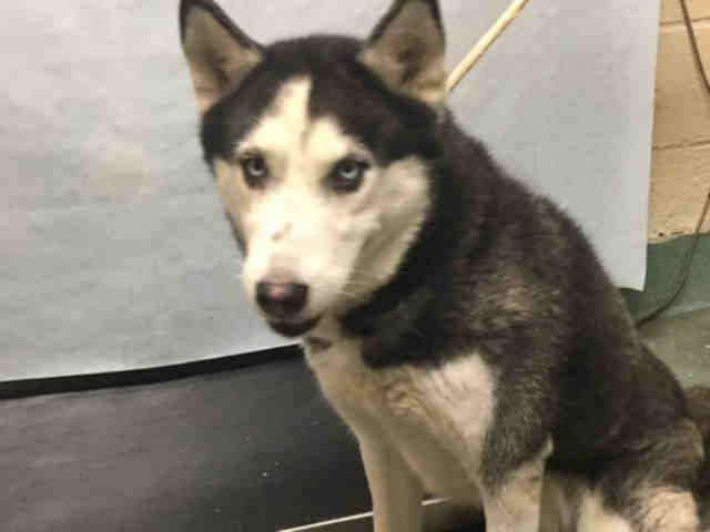 Husky Rescue Nyc