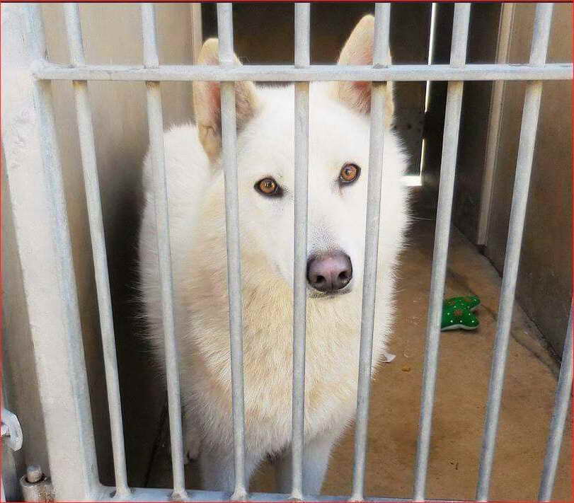 Husky Rescue Orange County