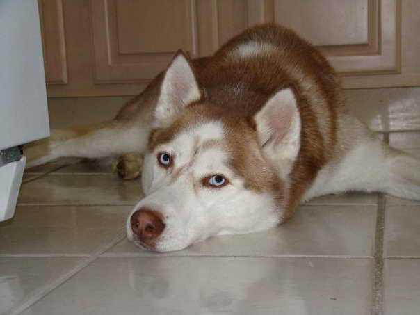 Husky Rescue Orlando