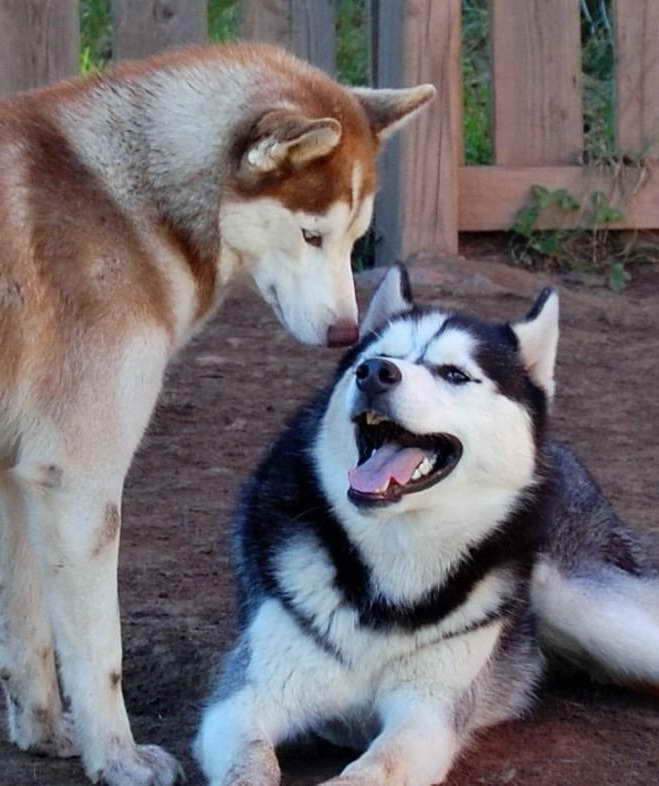 Husky Rescue Pennsylvania