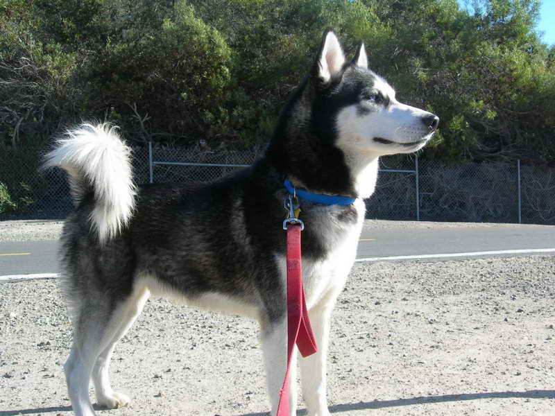 Husky Rescue Southern California