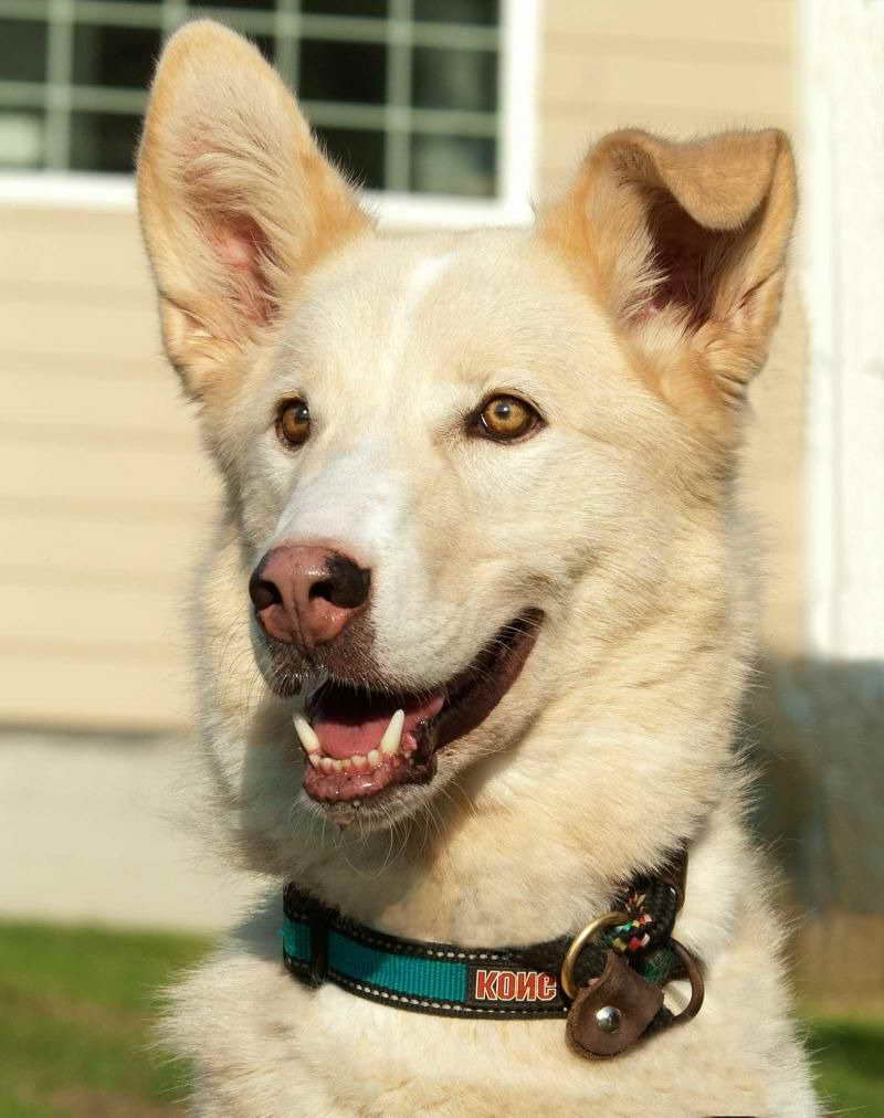 Husky Rescue Va