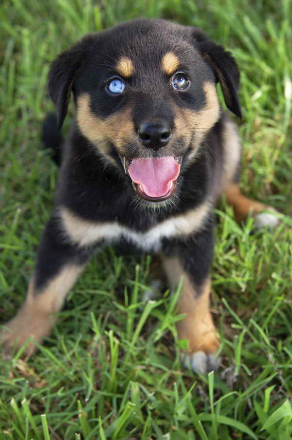 Husky Rottweiler Puppies For Sale