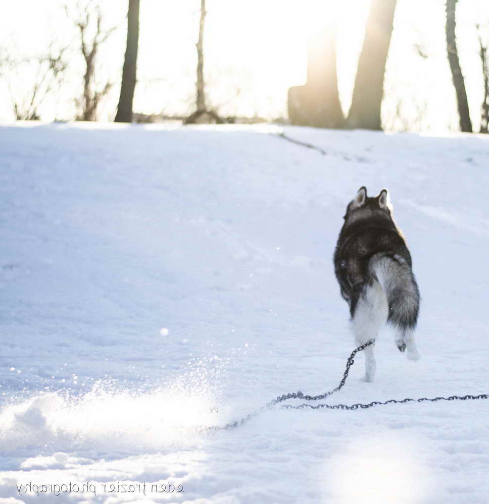 Husky Running Away
