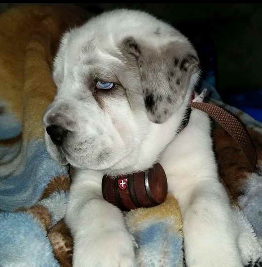 Husky Saint Bernard Mix