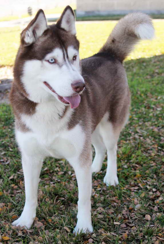 Husky San Antonio