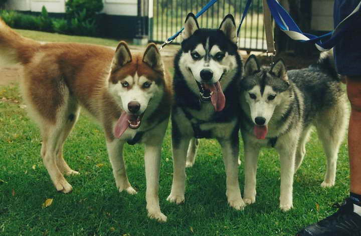 Husky Sanctuary