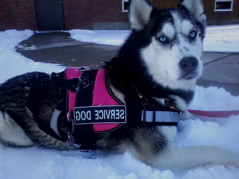 Husky Service Dog