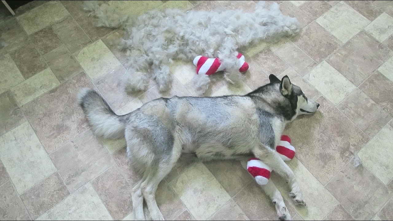 Husky Shedding